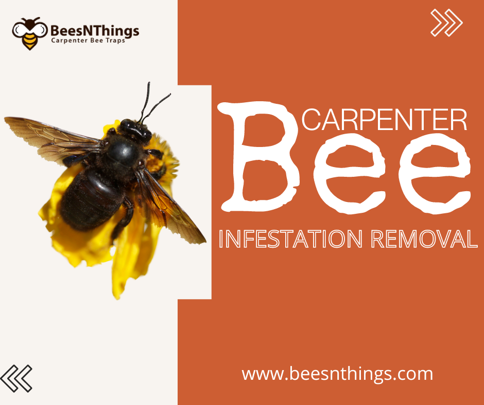 Carpenter Bee Infestation Removal