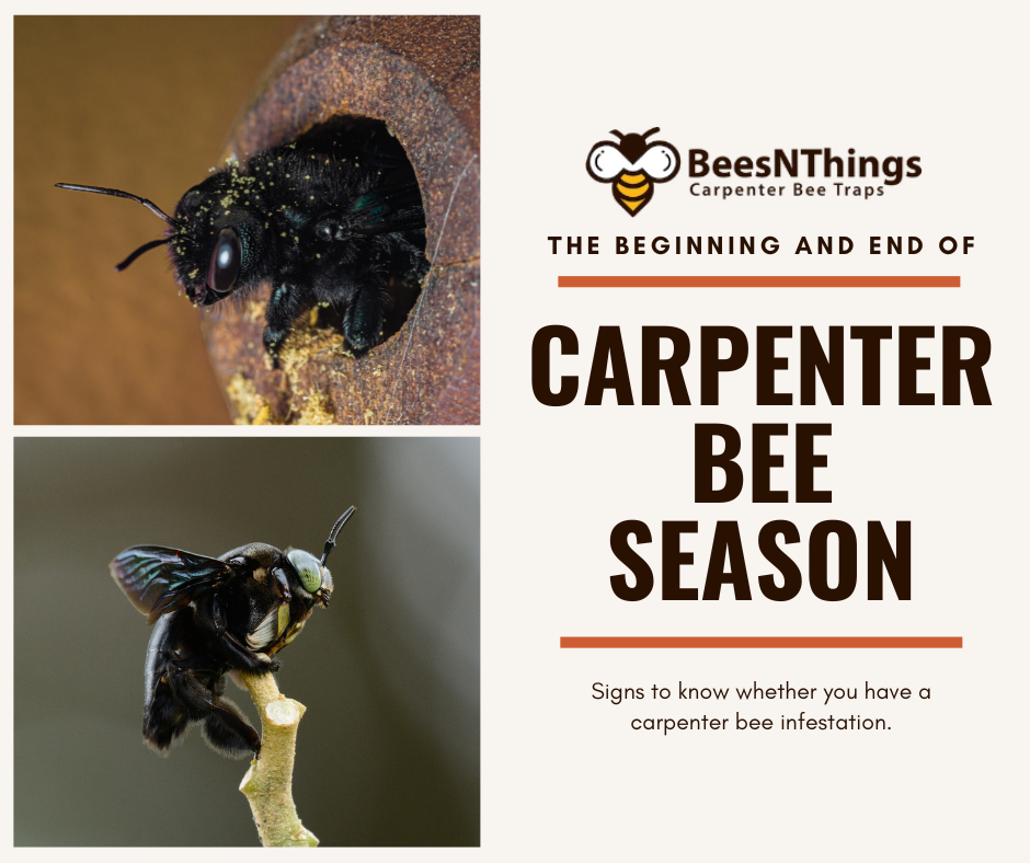 The Beginning and End of Carpenter Bee Season