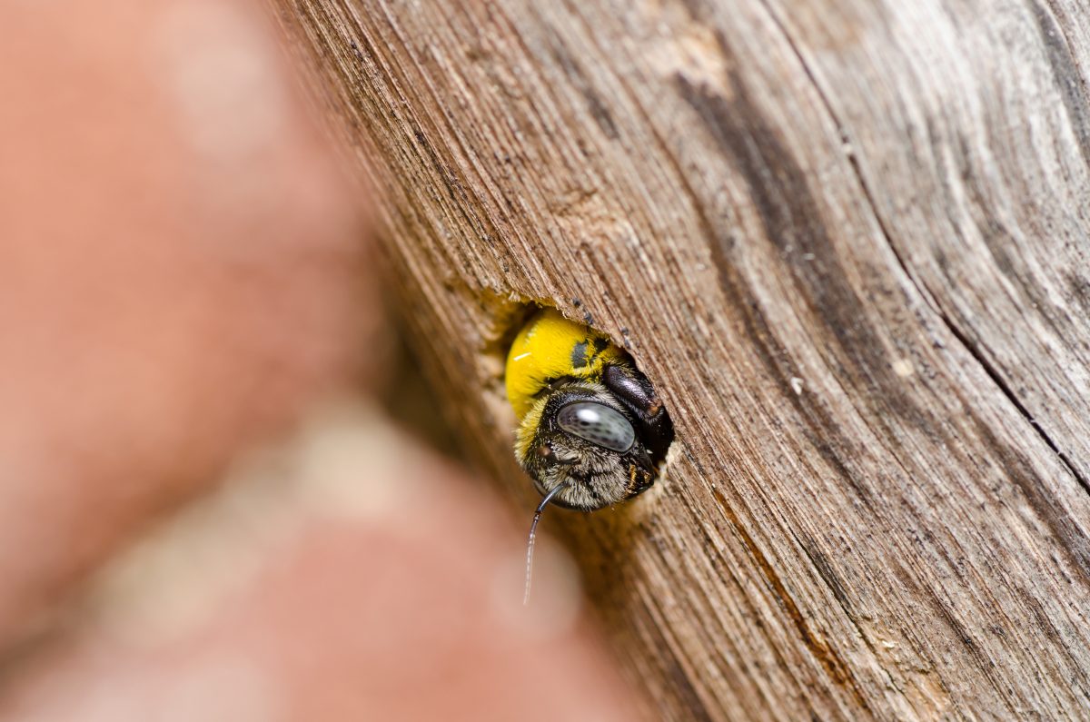 WHAT IS ATTRACTING CARPENTER BEES TO MY PROPERTY?