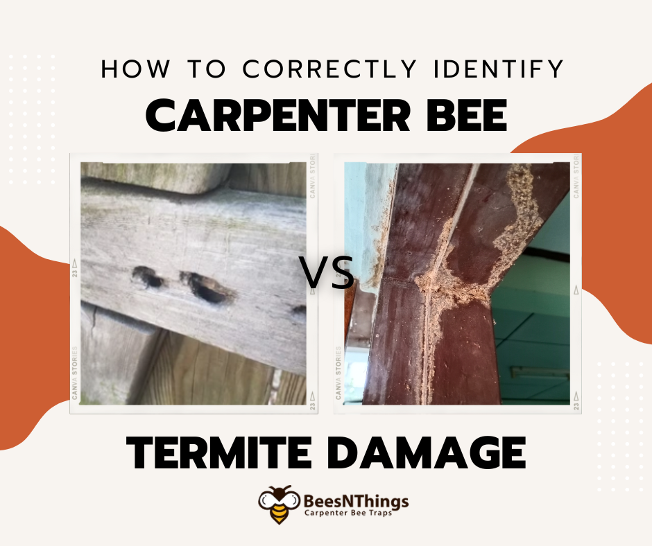 Carpenter Bee VS Termite Damage
