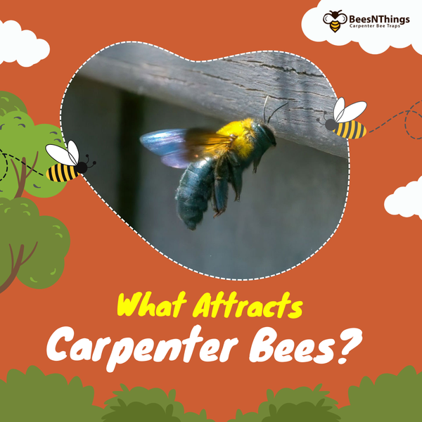 What Attracts Carpenter Bees?