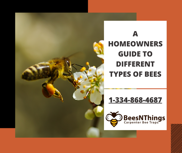A Homeowners Guide to Different Types of Bees