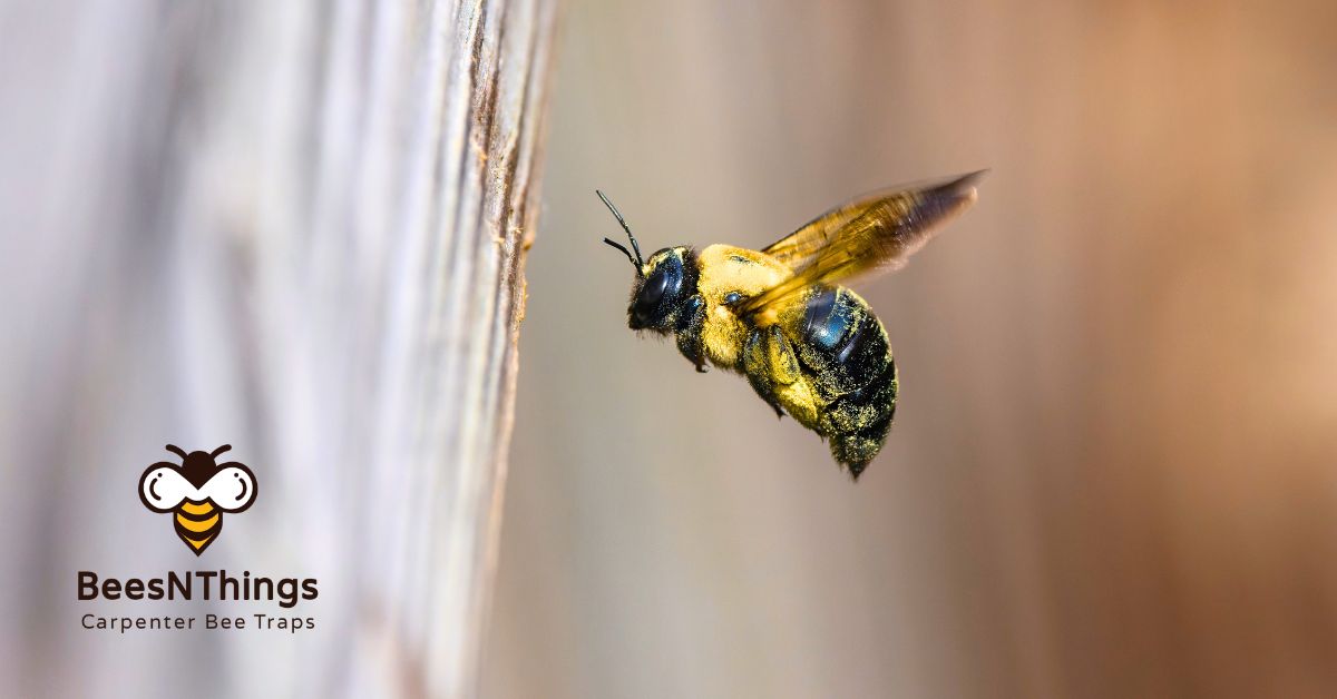 When Do Carpenter Bees Go Away?