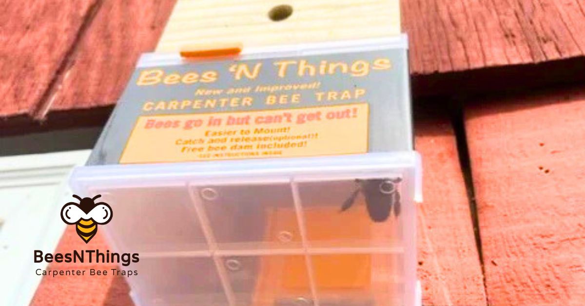 Comparing Carpenter Bee Traps: Which Style Works Best for Your Property?