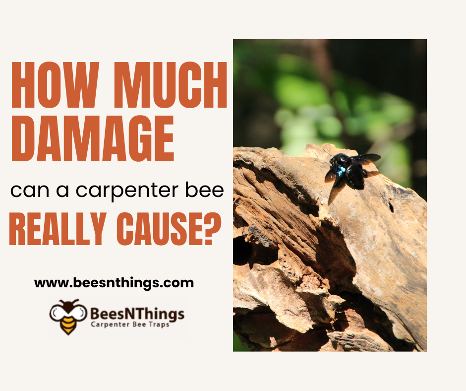 How Much Damage Can Carpenter Bees Cause