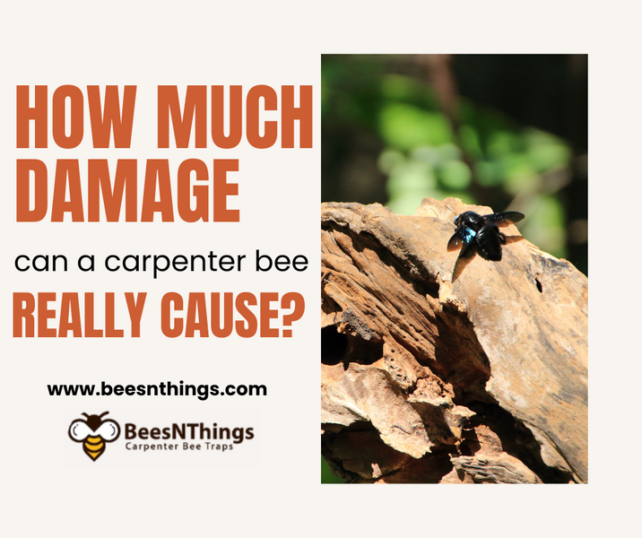 HOW MUCH DAMAGE CAN A CARPENTER BEE CAUSE?