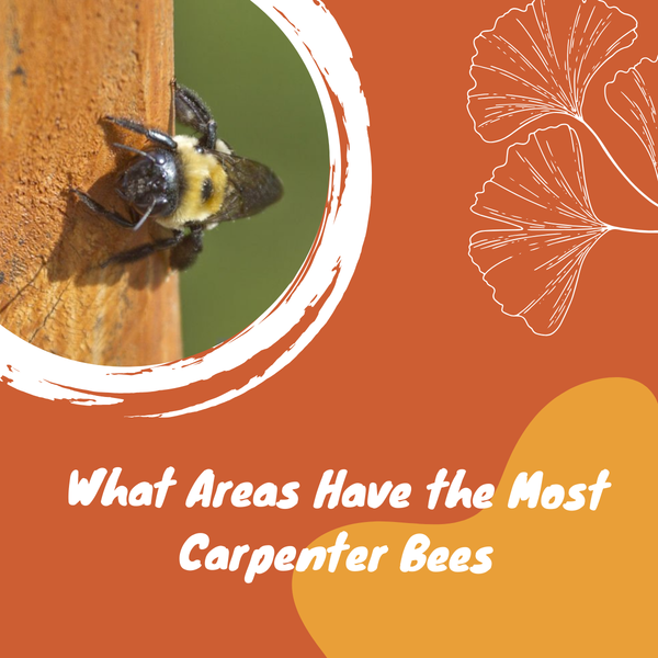 What Areas Have the Most Carpenter Bees
