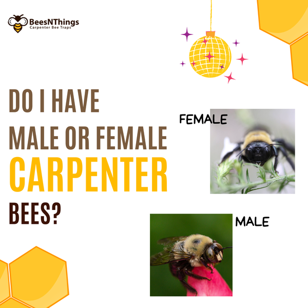 Do I Have Male or Female Carpenter Bees?