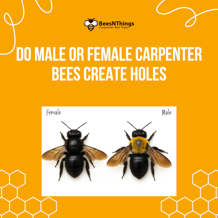 Do Male or Female Carpenter Bees Create Holes