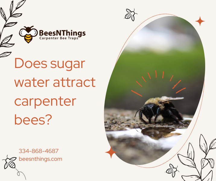 Does Sugar Water Attract Carpenter Bees?