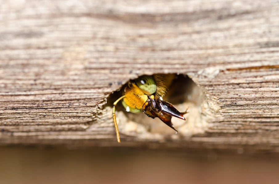 HOW TO GET RID OF CARPENTER BEES?
