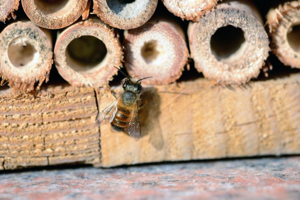 HOW TO GET RID OF WOOD BORING BEES