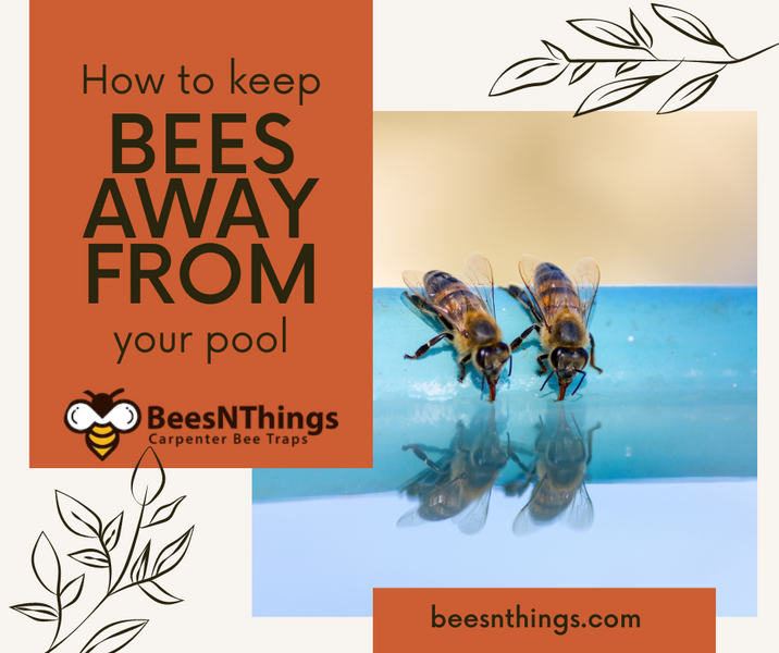 How to Keep Bees Away From Your Pool