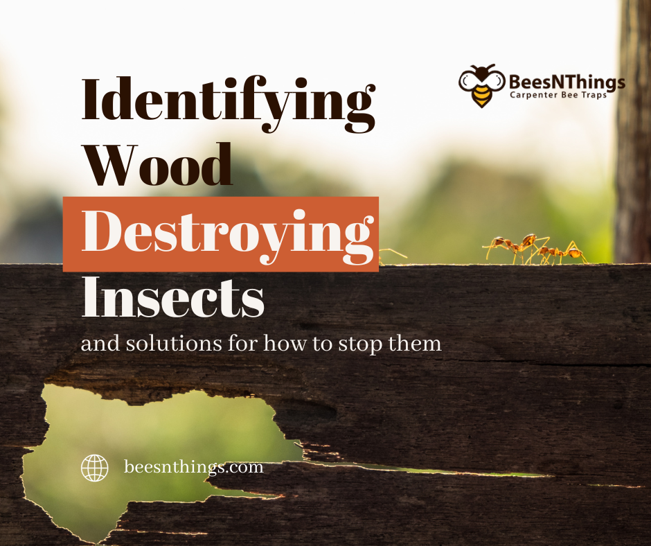Identifying Wood-Destroying Insects