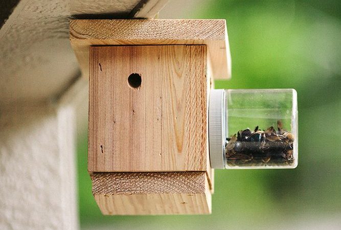 SUCCESSFULLY DEVELOPING CARPENTER BEE TRAPS
