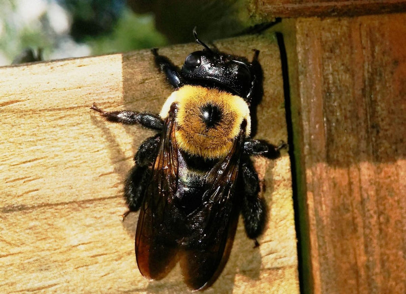 WHAT ATTRACTS CARPENTER BEES TO YOUR PROPERTY?