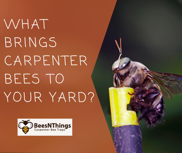 What Brings Carpenter Bees to Your Yard?