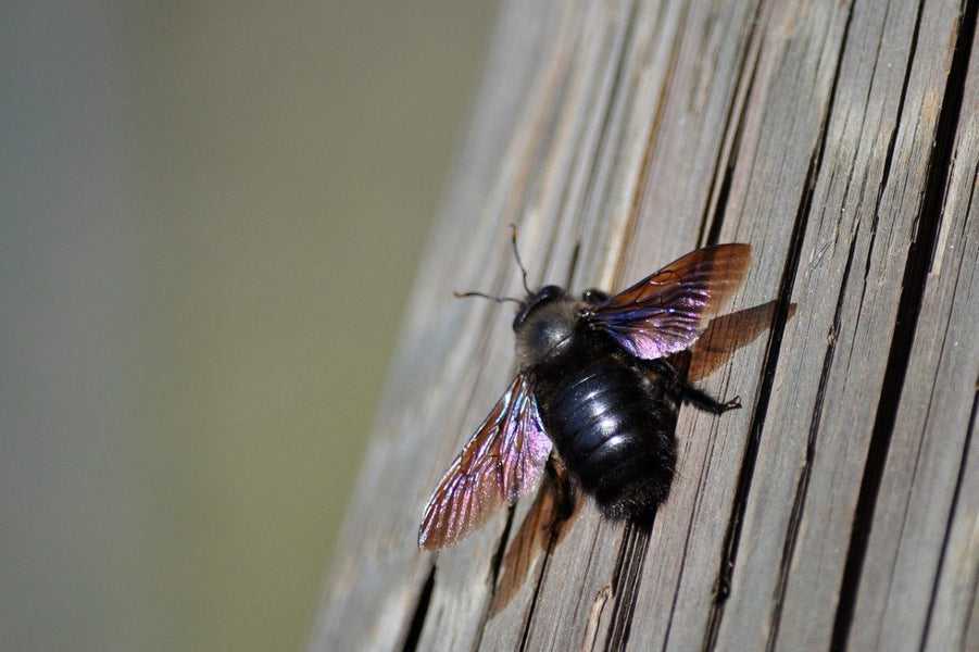 WHAT DOES A CARPENTER BEE INFESTATION LOOK LIKE?