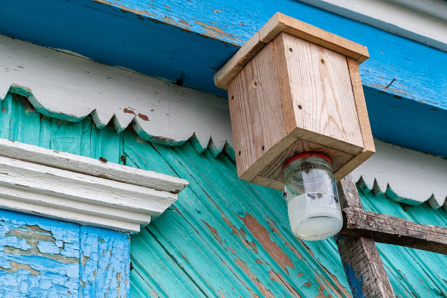 WHERE CAN I FIND CARPENTER BEE TRAPS FOR SALE?