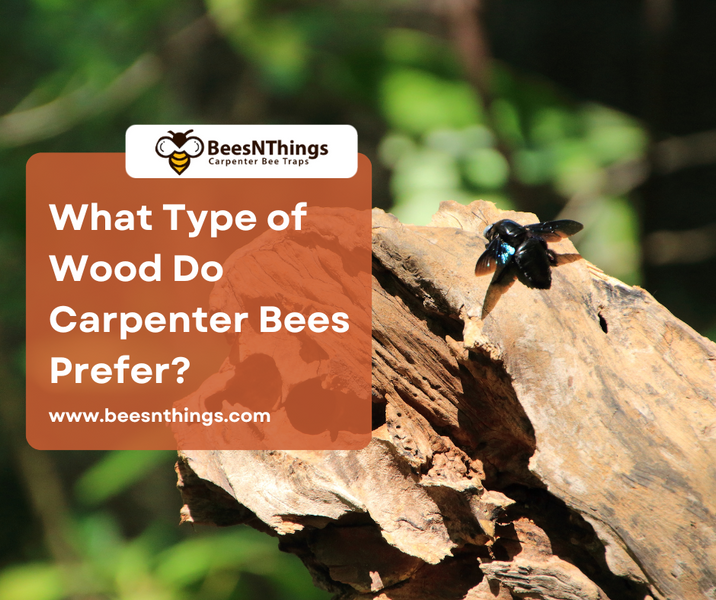 What Type of Wood Do Carpenter Bees Prefer?