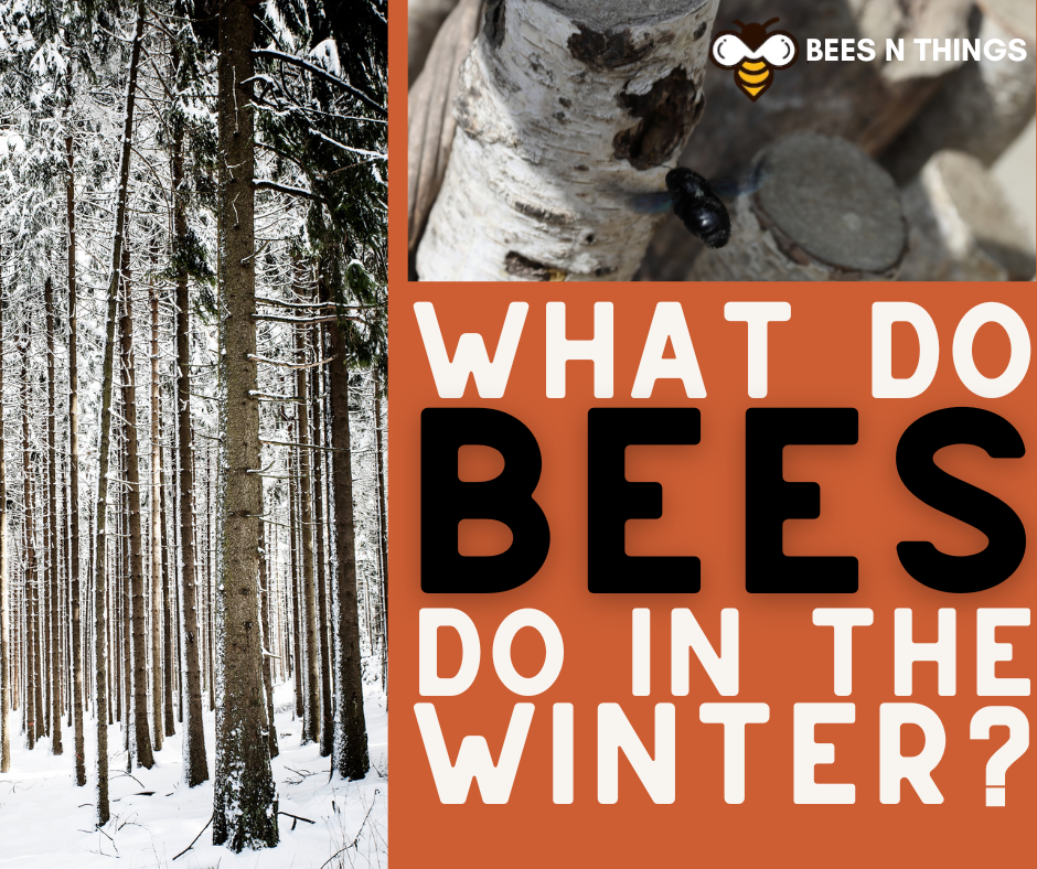 What Do Bees Do in the Winter?