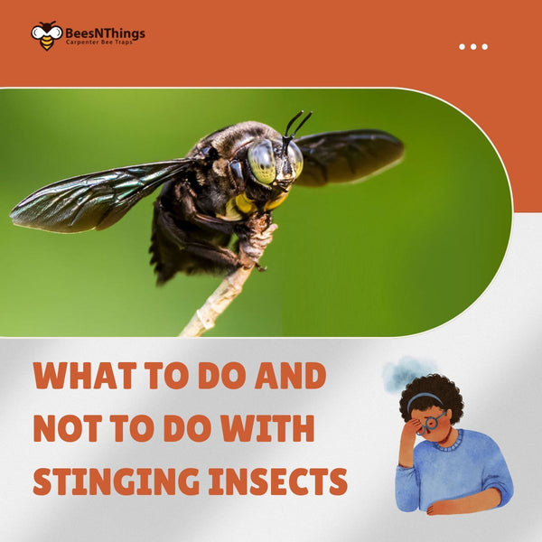 What To Do and Not To Do With Stinging Insects