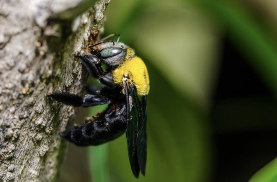 WHERE SHOULD I PUT MY CARPENTER BEE TRAP?