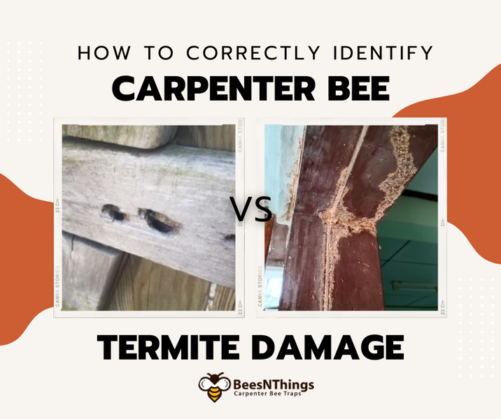 Carpenter Bee VS Termite Damage
